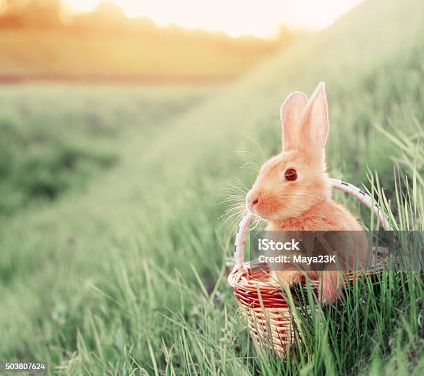 Rabbit In Basket Outdoor Stock Photo - Download Image Now - Easter, Rabbit - Animal, Grass