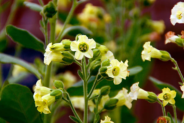 sacred aztec tobacco flowers Small yellow flowers of the sacred aztec tobacco plant in bloom. Ncotiana rustica, also known as aztec and brazilian tobacco. nicotiana rustica stock pictures, royalty-free photos & images