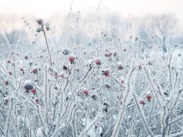 istock winter background. spikelets covered with frost 503808066