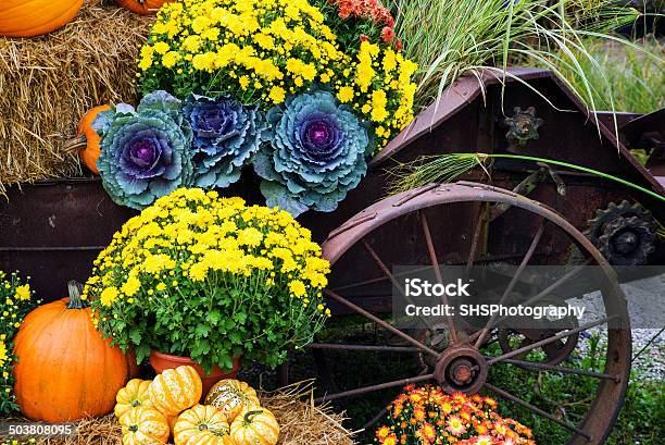 Autunno Scena Vendemmia - Fotografie stock e altre immagini di Autunno - Autunno, Giardino ornamentale, Cavolo