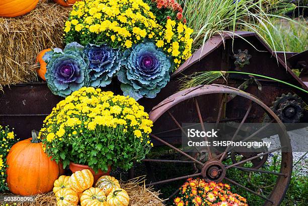 Jesień Zbiorów Sceny - zdjęcia stockowe i więcej obrazów Jesień - Jesień, Ogród ozdobny, Kapusta - Odmiana kapusty