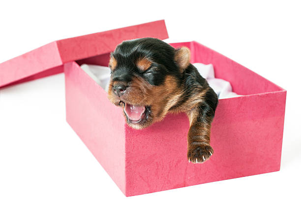 Newborn Yorkshire puppy in box Newborn yorkshire puppy  in box isolated on white background newborn yorkie puppies stock pictures, royalty-free photos & images