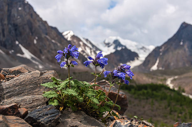 istock flowers mountain snow background 503808281