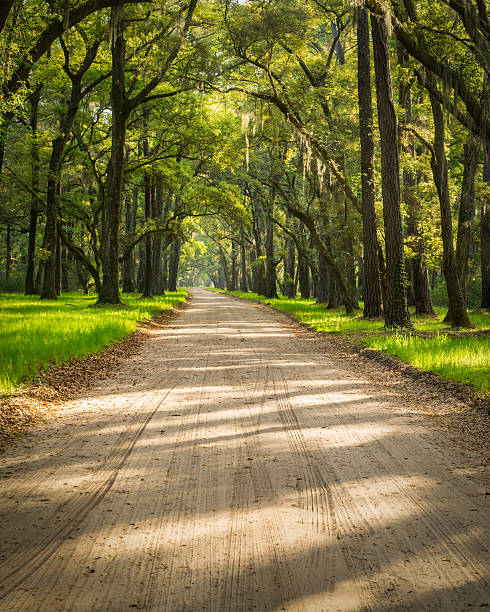 istock Shady Lane Under the Live Oaks 503808372