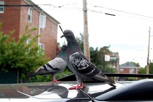 istock Birds of a Feather 503808611