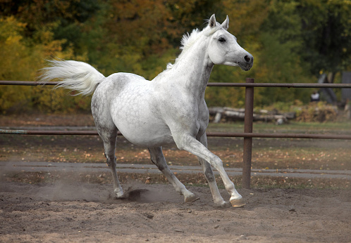 Fantastic picture of big and strong pure white horse 