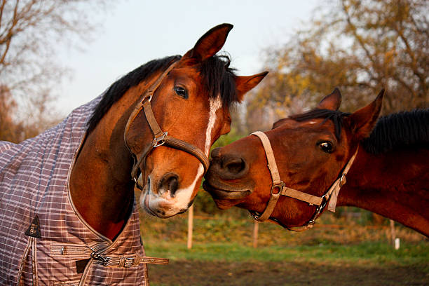 istock Two brown horses playing together 503808860