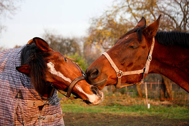 istock Two brown horses playing together 503808884