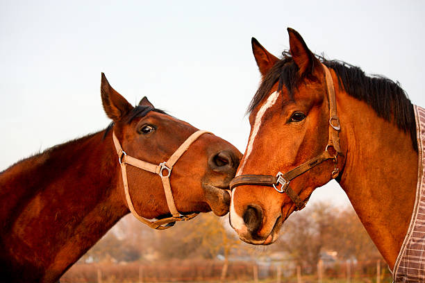 istock Two brown horses playing together 503808906