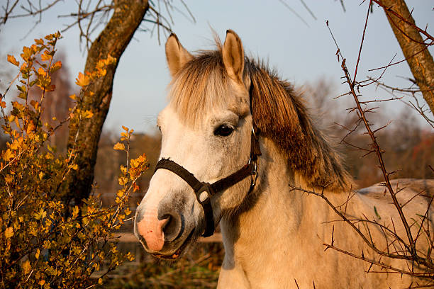Cute gray shetland pony portrait in the paddock