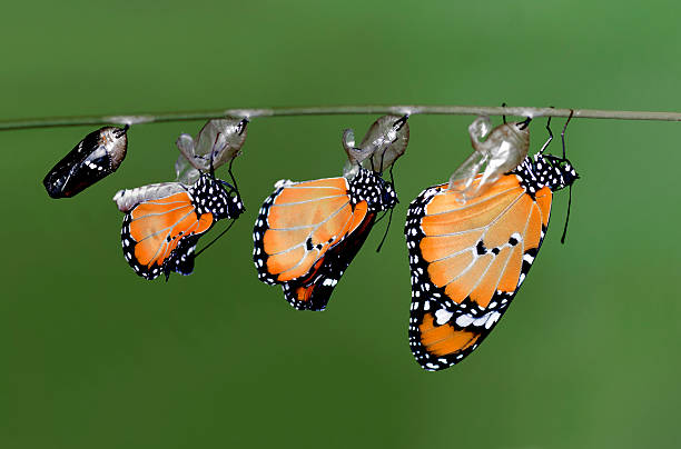New Born Butterfly new born - Stock Image morphing stock pictures, royalty-free photos & images