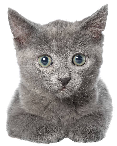 istock Small gray shorthair kitten lie 503809098