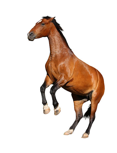 cheval brun isolé sur blanc se cabrer - livestock horse bay animal photos et images de collection