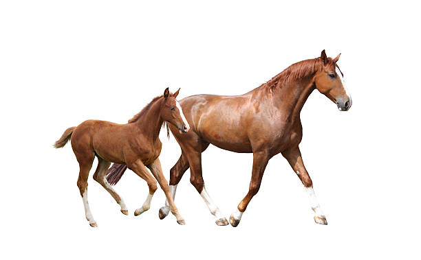 Chestnut horse and its cute foal running fast Chestnut horse and its cute foal running fast isolated on white mare stock pictures, royalty-free photos & images