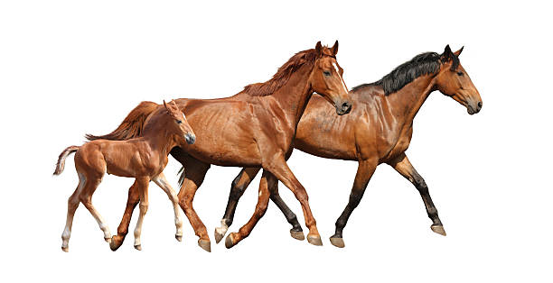 istock Chestnut cute foal running free with his parents 503809140