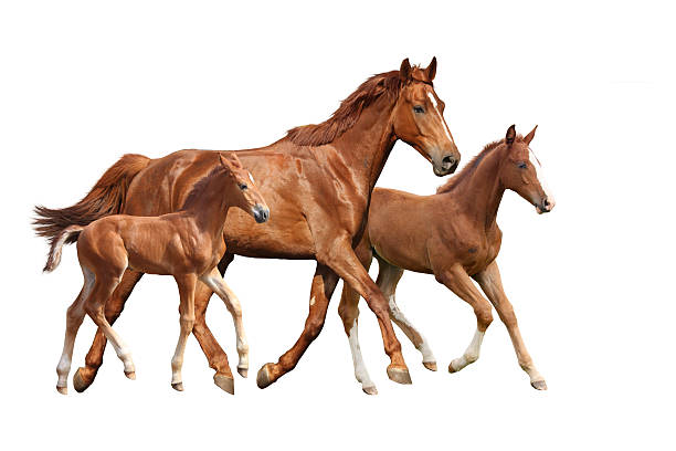 istock Chestnut horse and two its foals running isolated on white 503809156