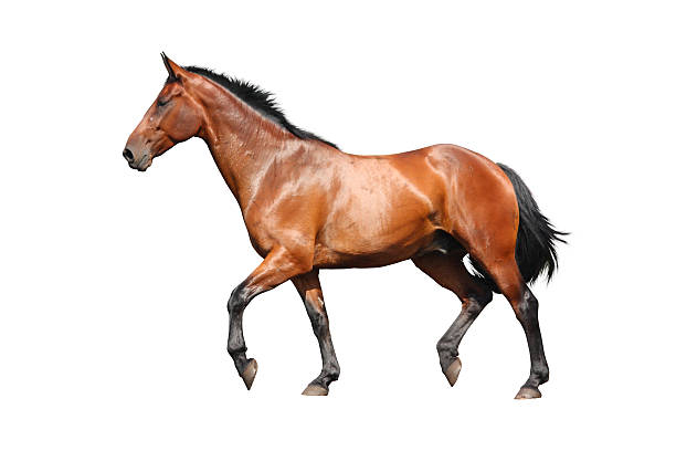 istock Brown horse trotting fast isolated on white 503809194