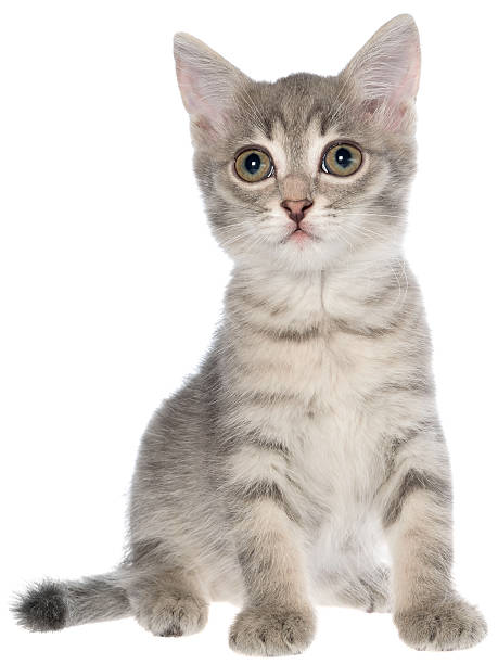 istock British shorthair tabby kitten sitting isolated 503809230