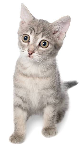 istock British shorthair tabby kitten sitting 503809430