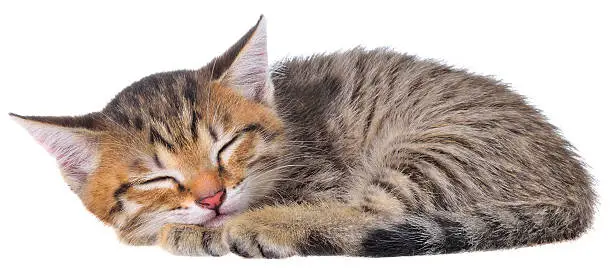 Short Hair brindle kitten sleep on a white background.
