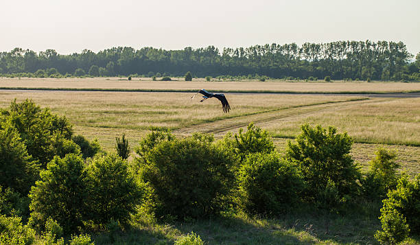 istock aerial view of grass fields and  flying stork bird 503809666