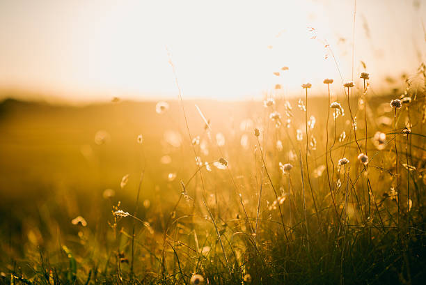 istock Wildflowers in meadow during sunrise 503809872
