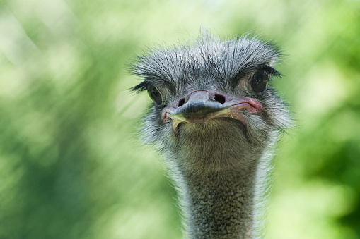 Portrait of an ostrich 