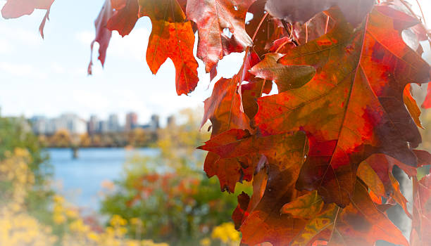 istock Red oak leaf foreground, city of Ottawa blurred background. 503810398