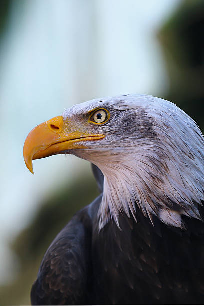 águia americana - north america bald eagle portrait vertical - fotografias e filmes do acervo