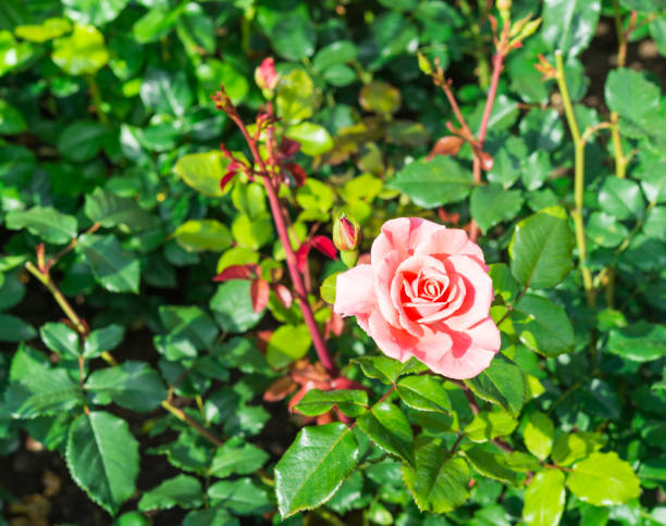 istock Flowers. Pink rose 503811092