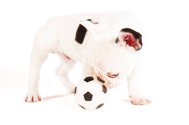 istock Adorable French bulldog 503812228