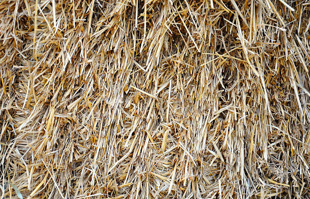 istock background with dry straw for your design 503812962