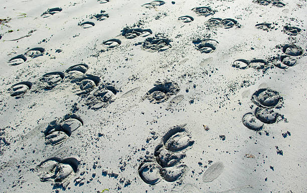 Imprints Of Horseshoes In White Sand stock photo