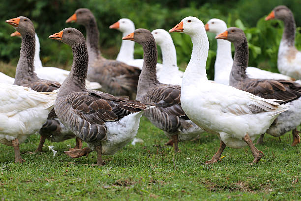 Group of white domestic geese on the poultry farm Domestic geese graze on traditional village goose farm drake male duck photos stock pictures, royalty-free photos & images