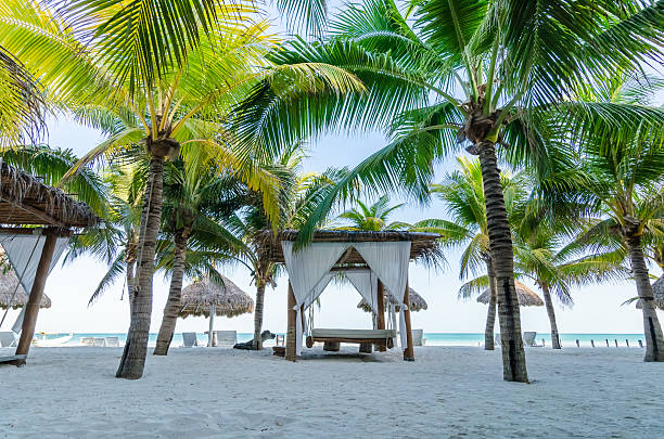 istock Tropical vacation view with palm trees at exotic tropical beach 503814108