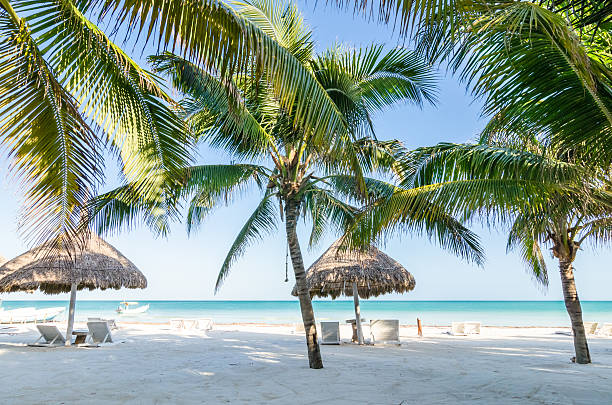 istock Tropical vacation view with palm trees at exotic tropical beach 503814178