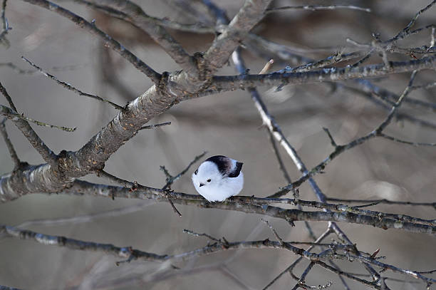 istock Wild bird in Hokkaido 503816432