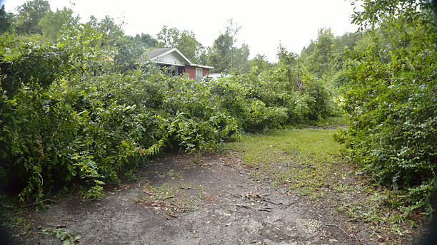 ef0 tornado damage in north florida - skräpig trädgård bildbanksfoton och bilder