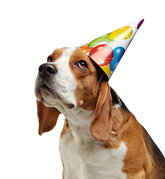 istock portrait of young beagle dog 503816810