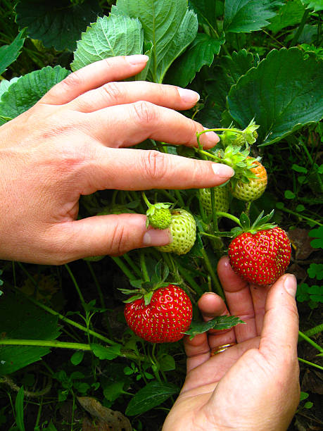 istock woman hands touching the strawberries 503816920