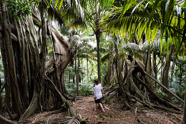 donna matura guardando due grandi banyan alberi di lord howe island - lord howe island foto e immagini stock