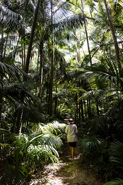 istock Mature woman walking down a rainforest track 503817518