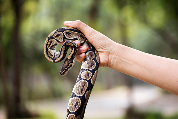 istock snake in the hands of man 503817858