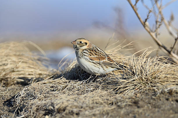 istock Wild bird in Hokkaido 503818004