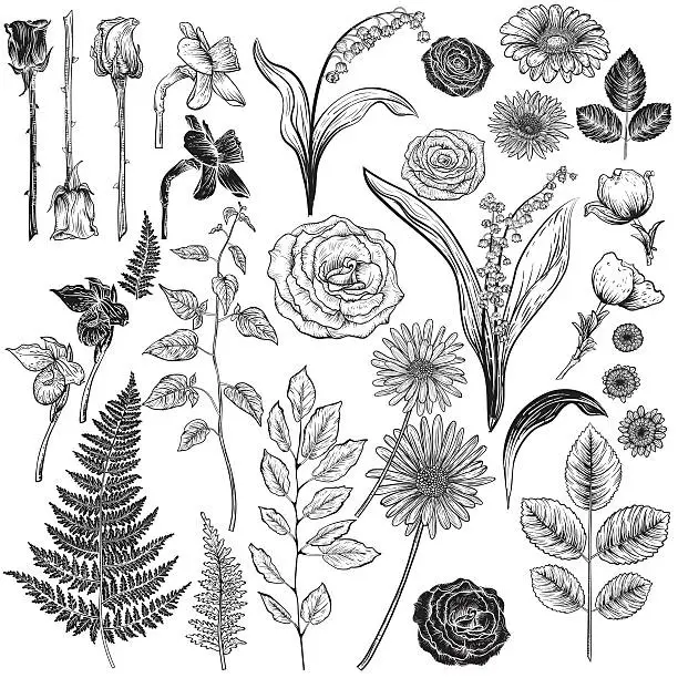 Vector illustration of Vintage Style Botanical Roses Design Elements