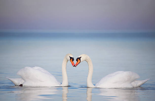 istock Pair of White Swans 503819378