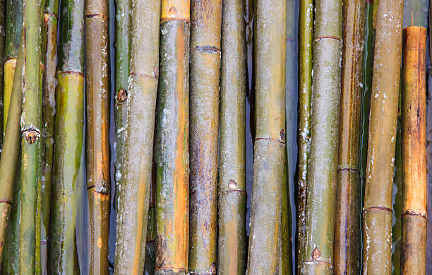 bamboo on water stock photo