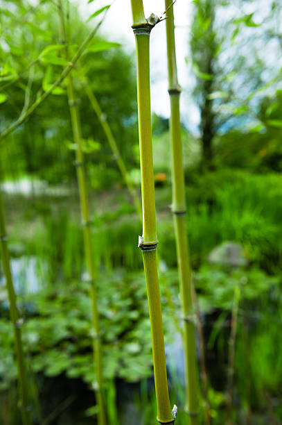 bambus im japanischen garten - bamboo leaf bamboo shoot feng shui stock-fotos und bilder