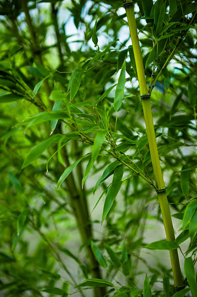 bamboo garden in der natur - bamboo leaf bamboo shoot feng shui stock-fotos und bilder