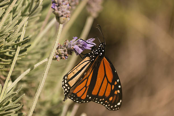 istock Monarch butterfly on lavender 503833553